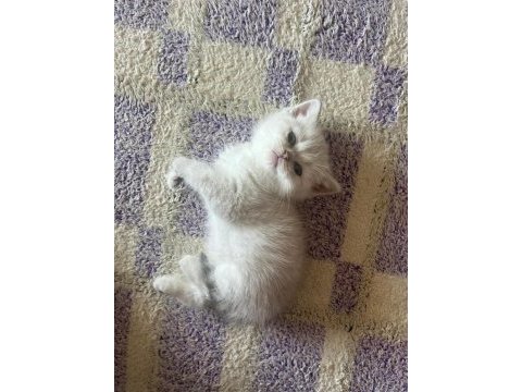 Masmavi orijinal british shorthair bebekler