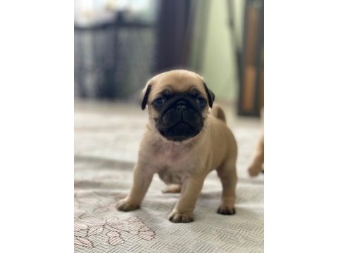 Pug prensesimin güzel yavruları