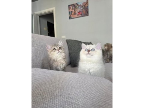 British longhair kedilerim