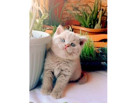 Safkan fawn erkek yavru kedimiz