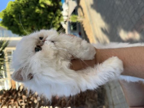 Persian erkek ücretsiz sahiplendirme