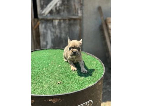 Teslim hazır izabella+flufy carrier french bulldog yavrular