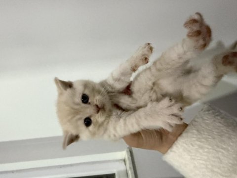 40 günlük british shorthair kırması yavrular