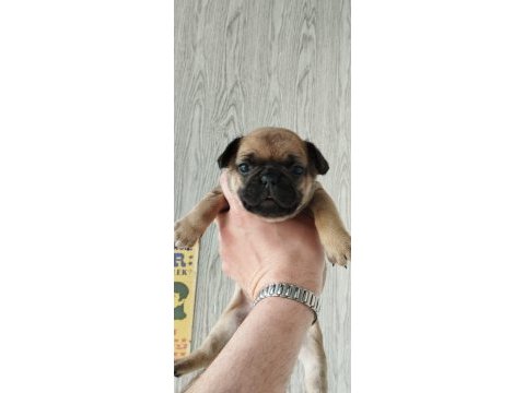 Irk ve sağlık garantili french bulldog izmir kızları