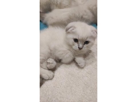 2 aylık 2 erkek 1 dişi scottish fold yavrular