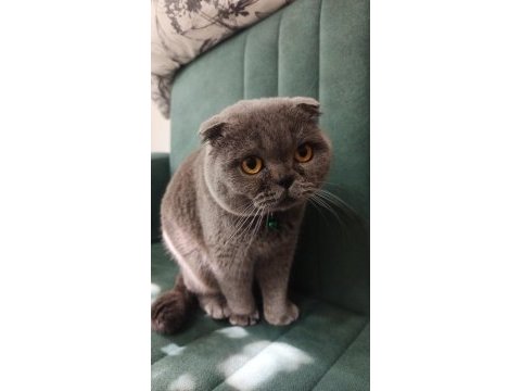 Scottish fold dişi eş arıyorum