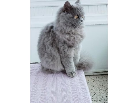 British longhair 9 aylık