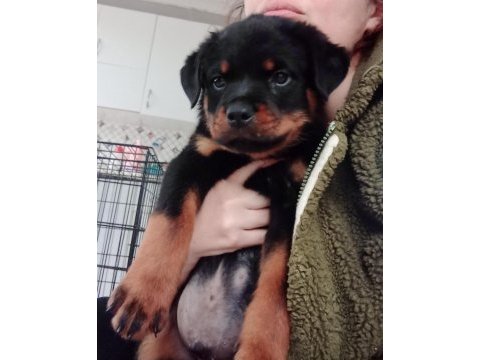 Fci scr soy rottweiler daha iyisi olana kadar