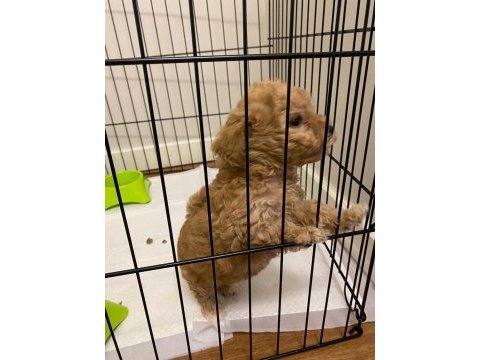 2 aylık köpeğim muffinim