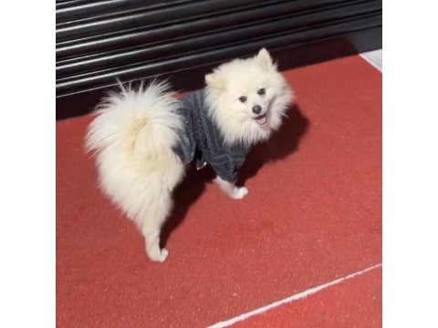 Pomeranian spitz köpeğimiz 1 yaşında