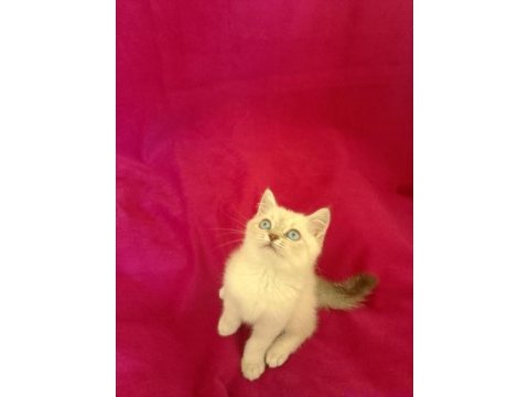 Tatlı bir erkek british shorthair bebiş