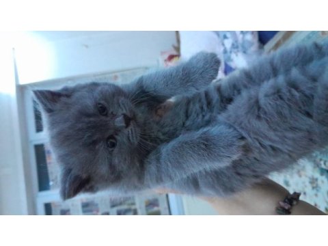 Sütten kesilmiş british shorthair yavru kedimiz