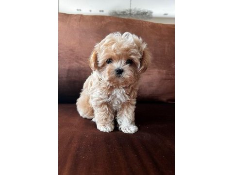 Ruhsatlı işletmeden garantili mini bebek yüzlü maltipoo