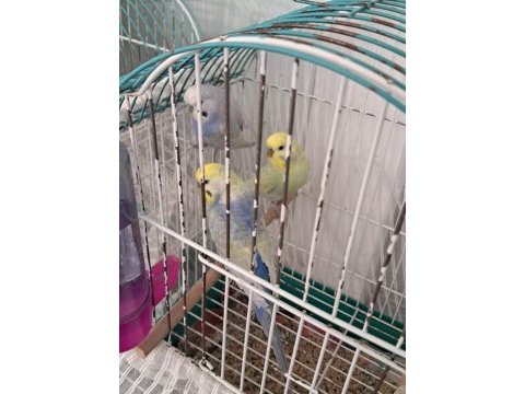 Eşe hazır rainbow muhabbet kuşlar