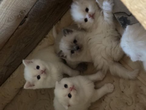Dünya tatlıları scottish fold ballarım