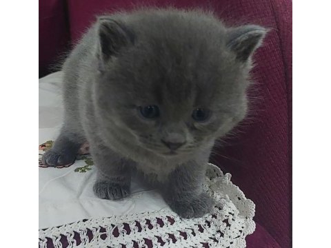 3 aylık scottish fold kofret için sevecen bir yuva