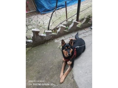 Orjinal ırk german shepperd alman kurdu