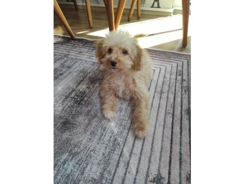 Maltipoo erkek yavrumuz