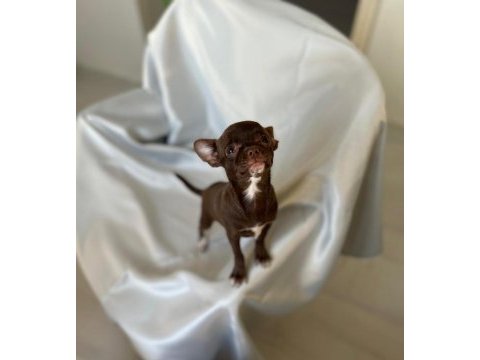 Chihuahua inci hanım ile tanışın