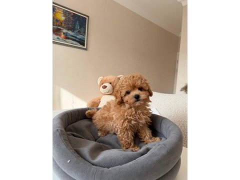 Toy poodle bebek köpeklerimiz