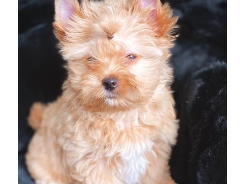 Çok özel exotic yorkshire terrier yavrularımız