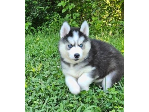 Orjinal sibirya kurdu husky 