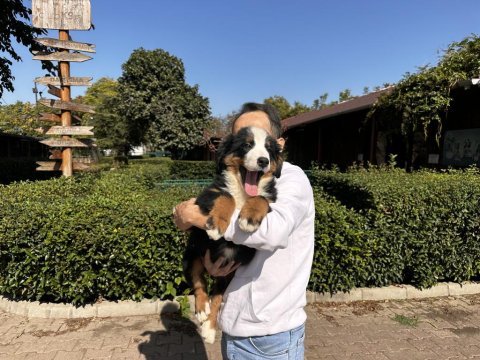 Bernese dağ köpeği yavruları