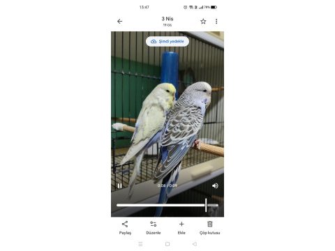 Yavru show jumbo muhabbet kuşu