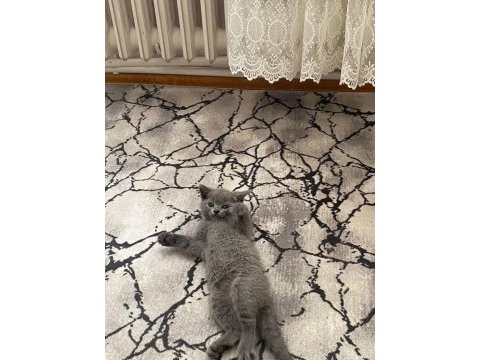 55 günlük erkek yavru british shorthair
