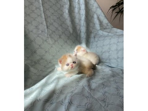 Şampiyon bebekler calico exotic shorthair
