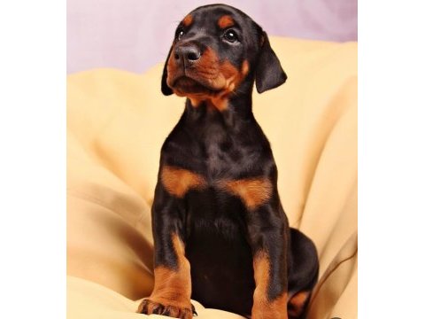 Tuvalet eğitimli doberman bebekleri
