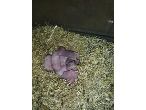 Bursa tavsancisi gonzales hamster yavrudur