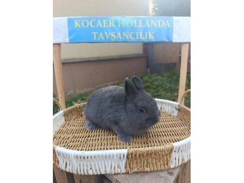 Hollanda safkan cüce yavrular