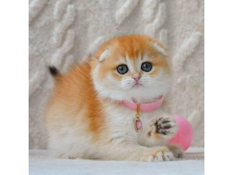 Şampiyon soyundan ny12 scottish fold shorthair