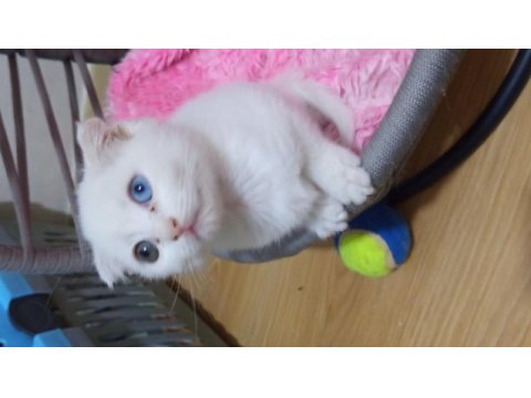 Güzeller güzeli scottish fold kızlarımıza yuva arıyoruz