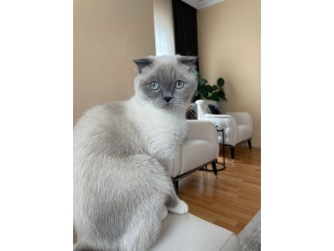 Dişi scottish fold 2 yaşında