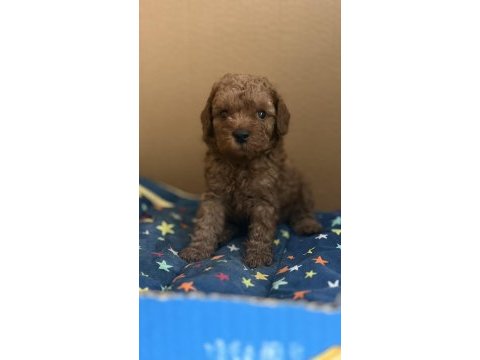 Poodle bebeklerimiz
