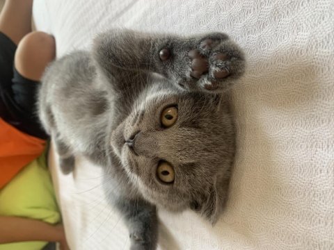 Çok sağlıklı scottish fold yavrum