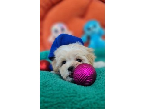 Evin neşe kaynağı sevimli teacup morkie yavrularımız