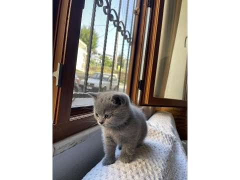 Kendi kedilerimizin yavrularıdır