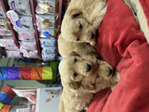 Golden retriever bebekler