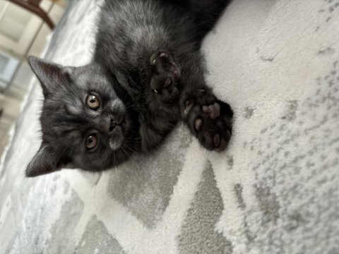 2 aylık sevimli erkek british longhair