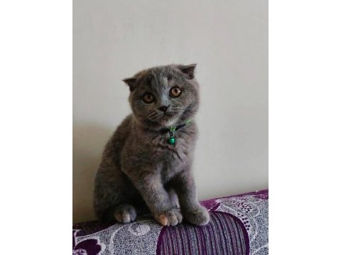 Gri scottish fold dişi