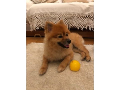 3 yaşında erkek pomeranian spitz