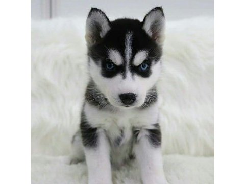 Husky sibirya yavruları