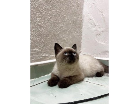 British shorthair 8 aylık erkek