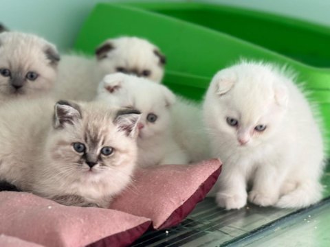 Minik dostlar scottish fold