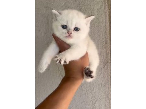 British shorthair yavrular ırk sağlık garantili