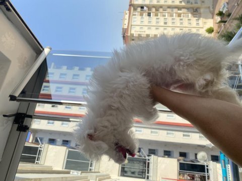 2.5 aylık erkek maltese terrier