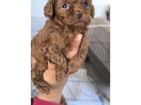Toy poodle bebekler